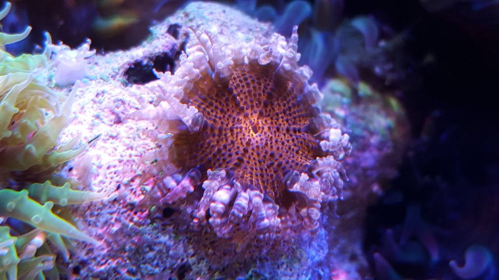 Rock flower nems with bubble tip ? Reef Central Online Community